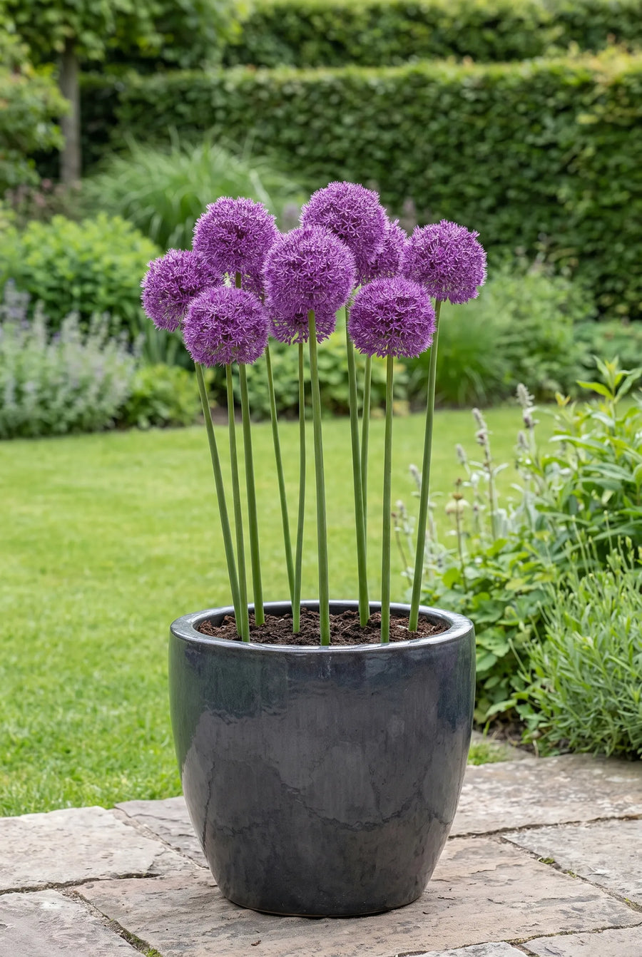 Allium Pinball Wizard — in pot op terras