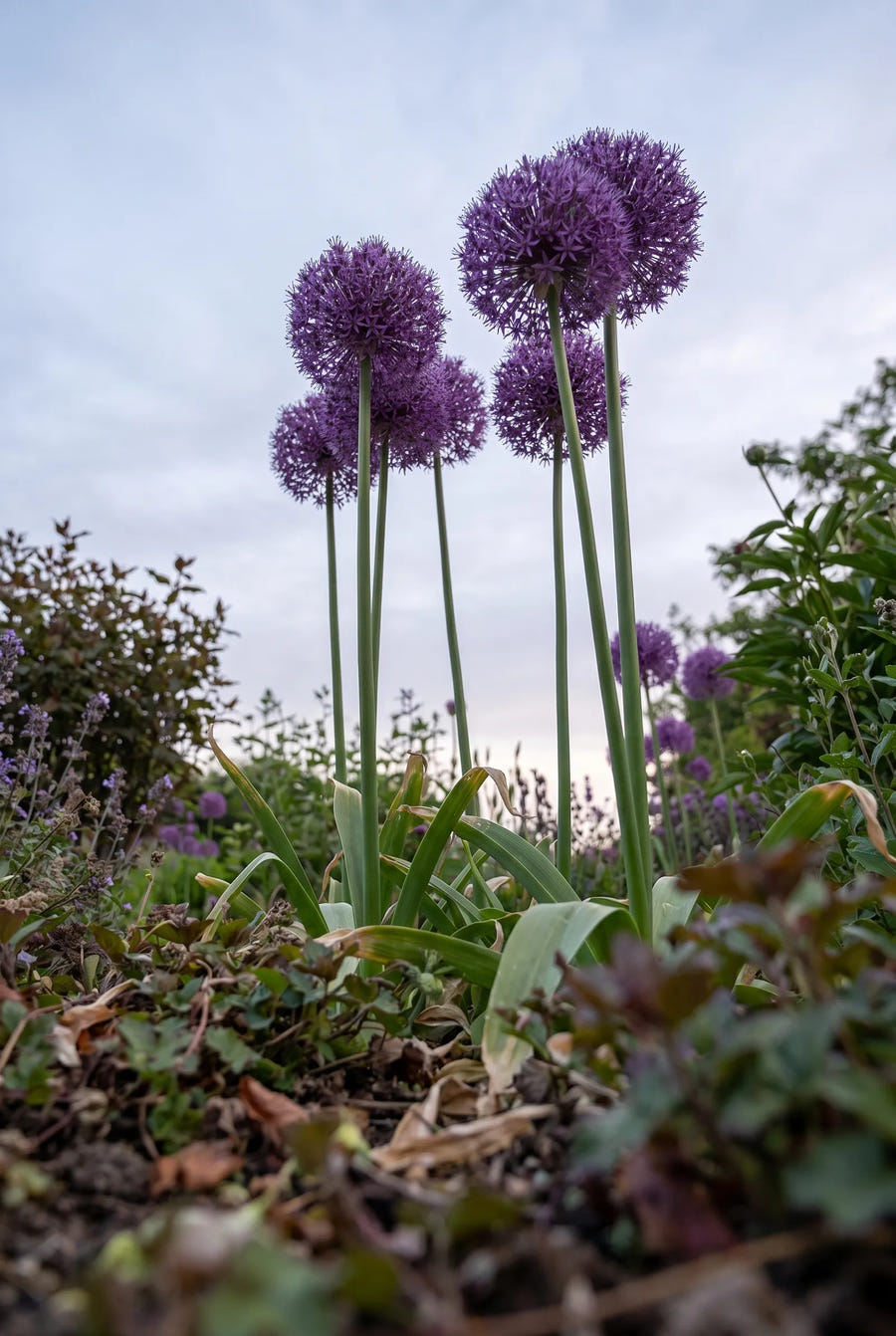 Allium Pinball Wizard — in de tuin