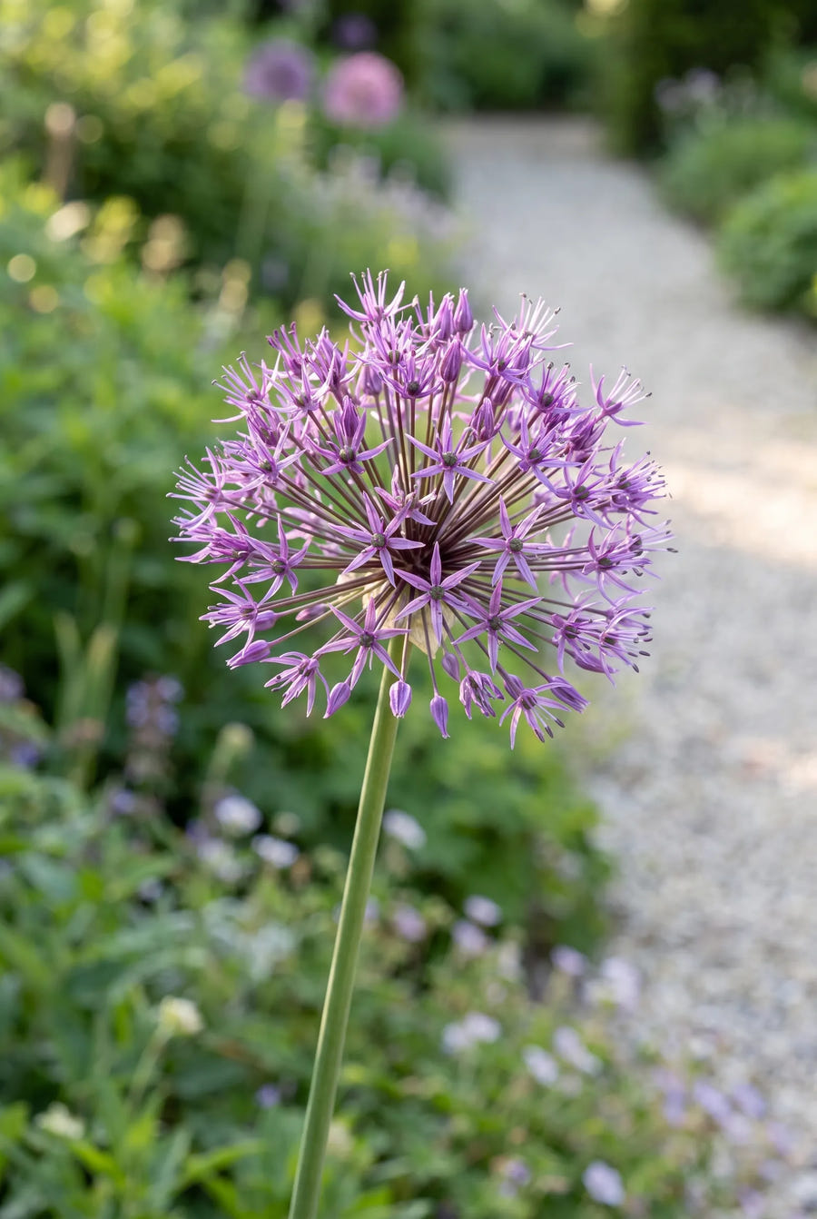 Allium Purple Rain — close-up van de bloem