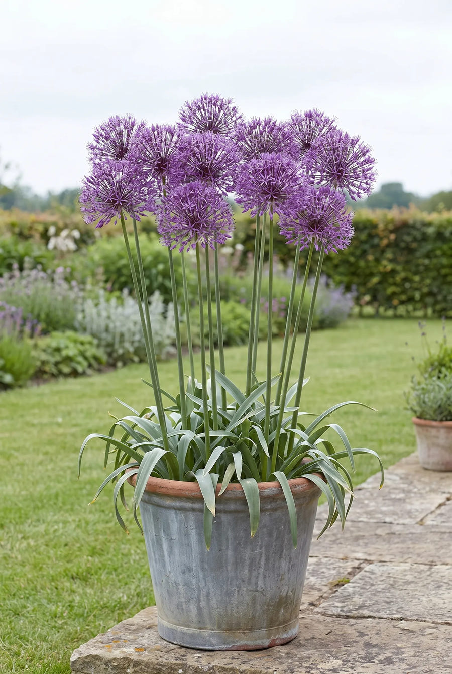 Allium Purple Rain — in pot op terras
