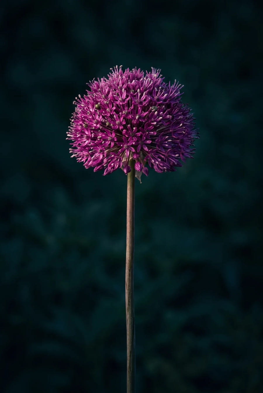 Allium Purple Sensation — sfeerbeeld