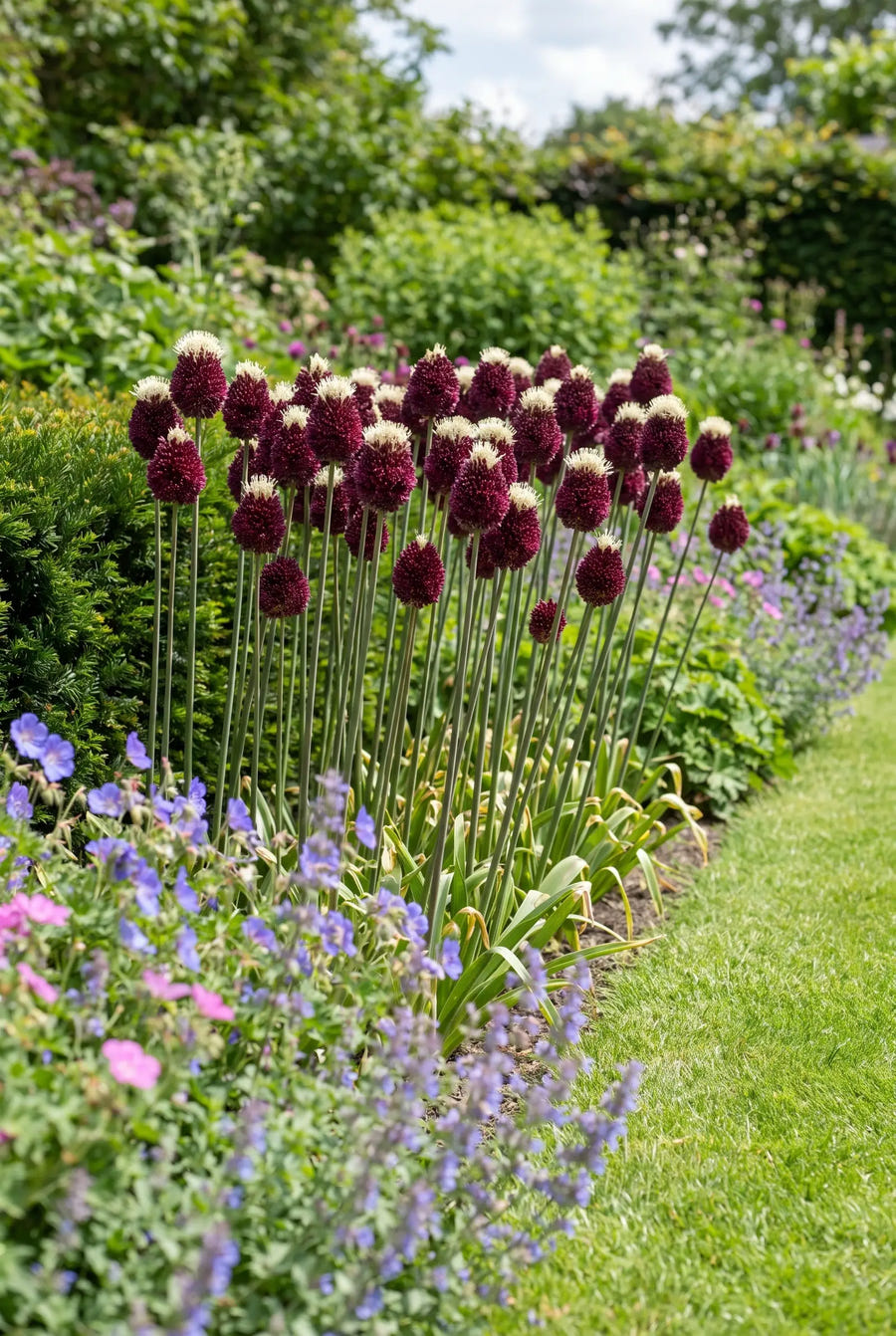 Allium Red Mohican — in de border
