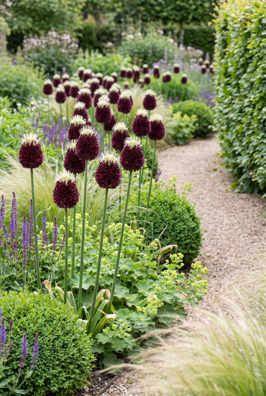 Allium Red Mohican — groep in de tuinborder