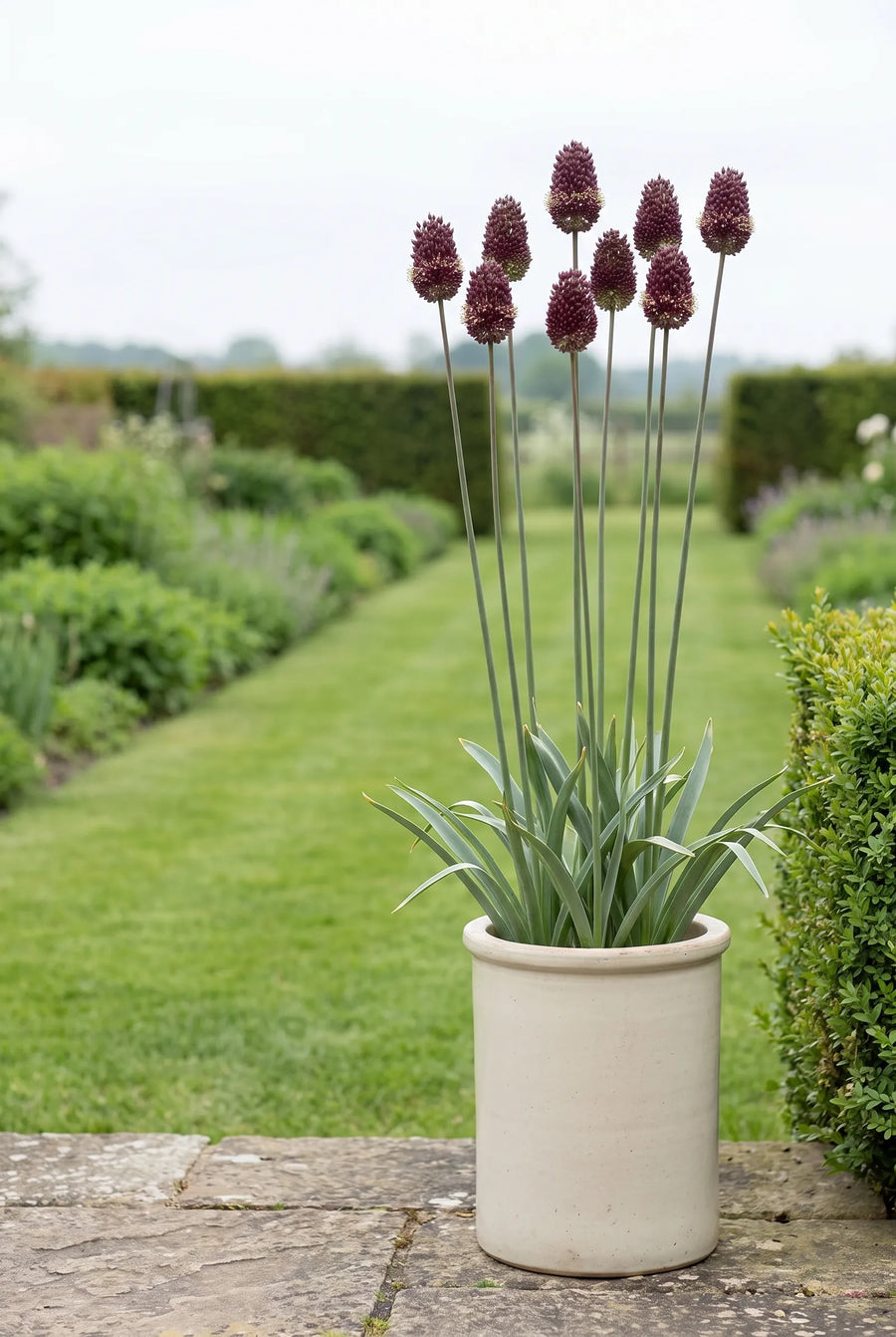 Allium Red Mohican — in pot op terras