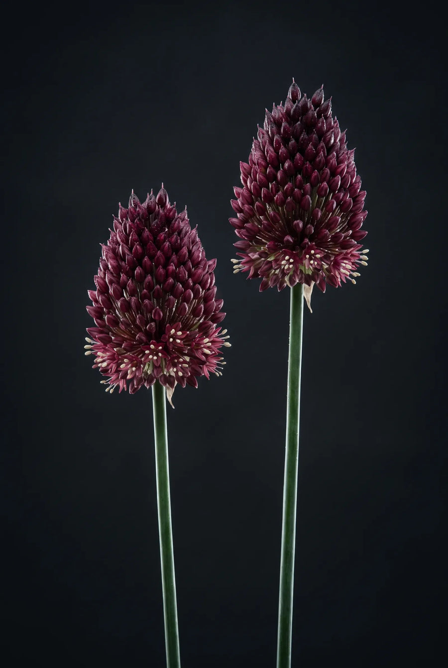 Allium Red Mohican — sfeerbeeld