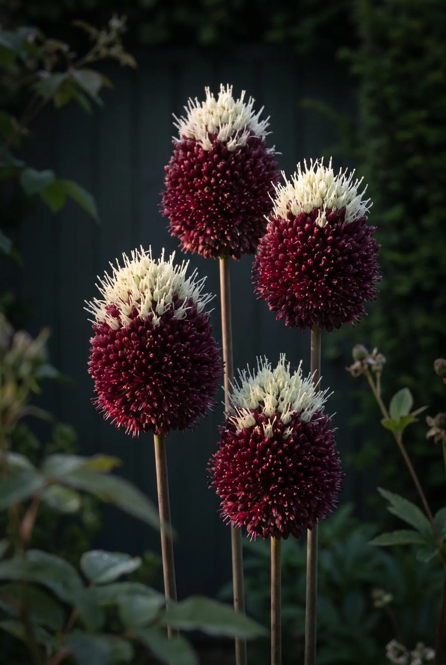 Allium Red Mohican — sfeerbeeld