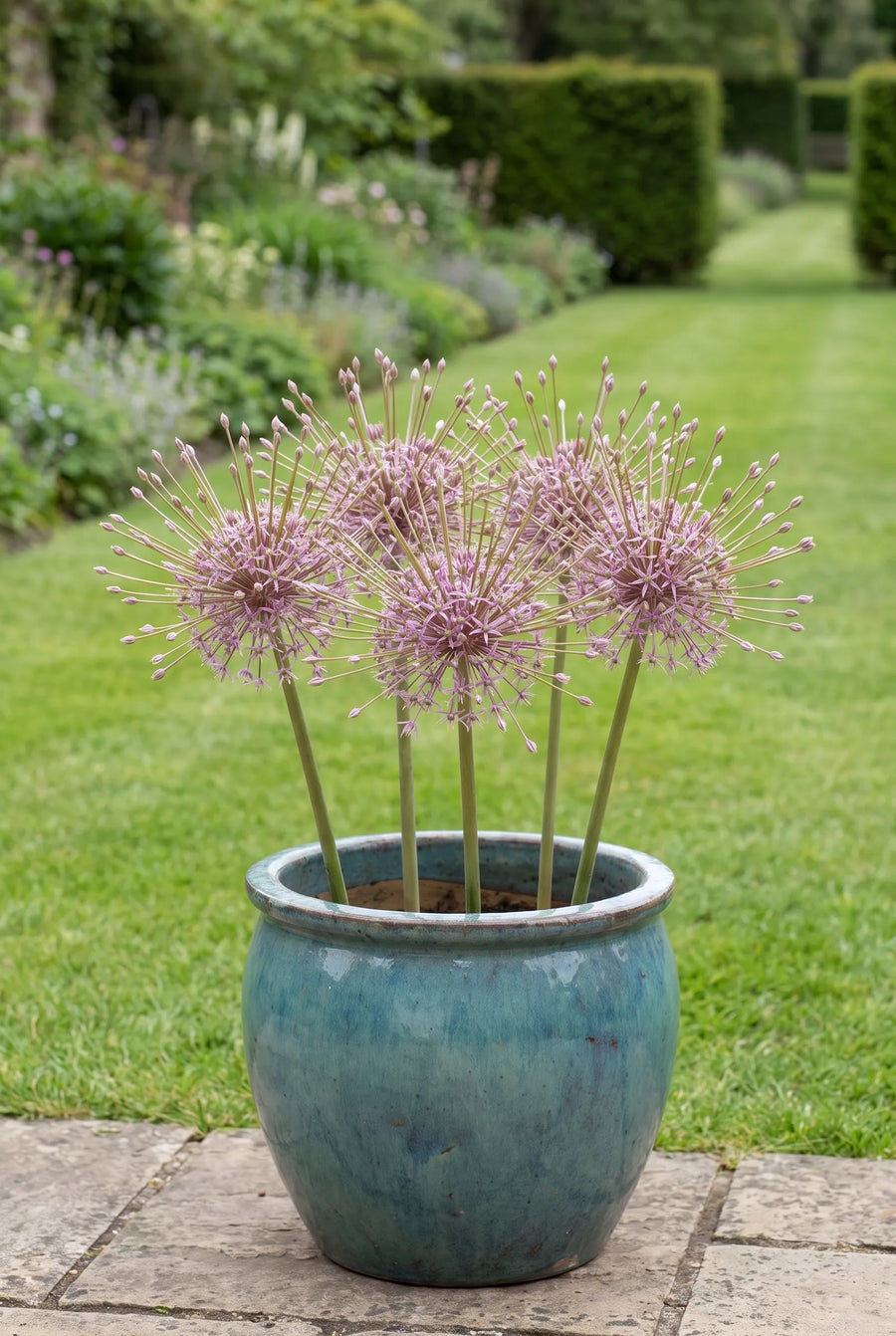 Allium Schubertii — in pot op terras