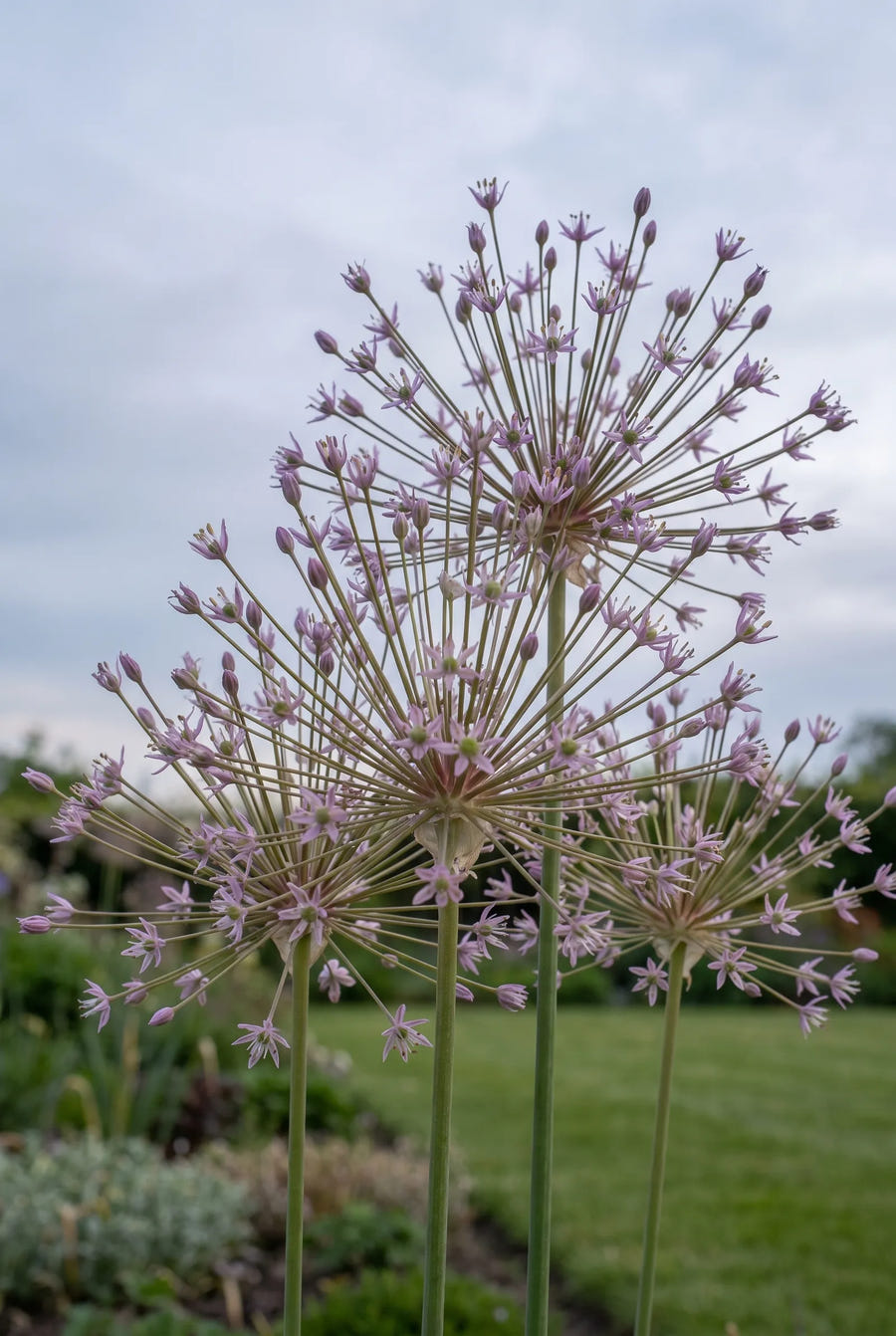 Allium Schubertii — in de tuin