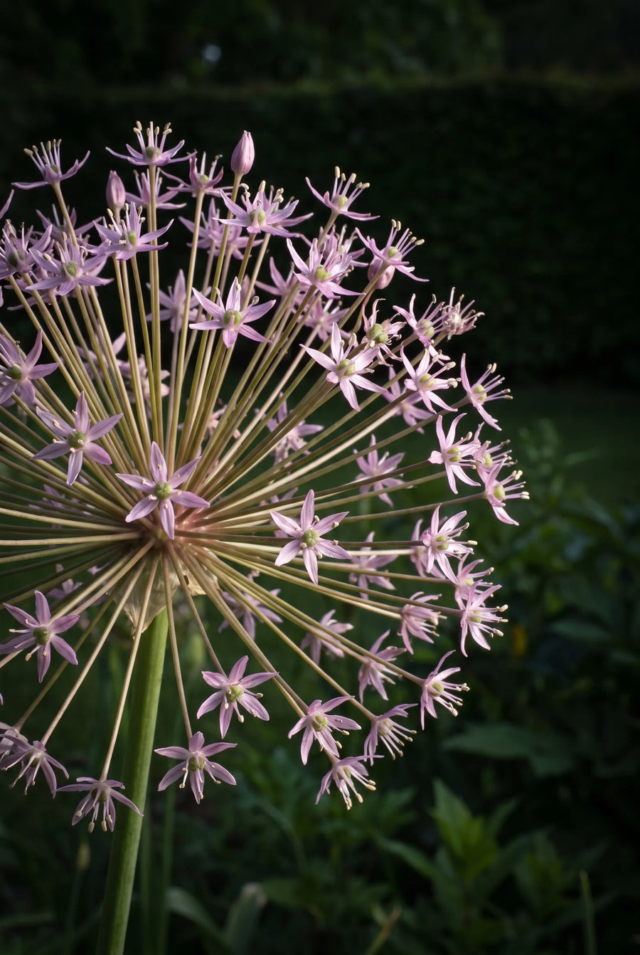 Allium Schubertii — sfeerbeeld