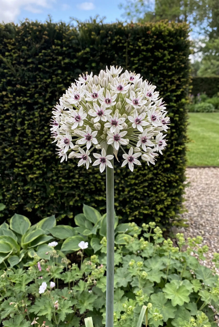 Allium Silver Spring — in de border