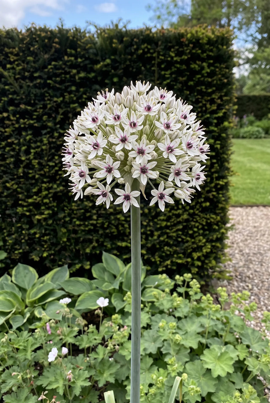 Allium Silver Spring — in de border