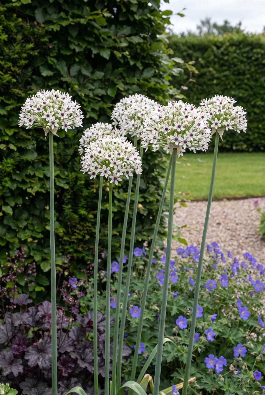 Allium Silver Spring — groep in de tuinborder
