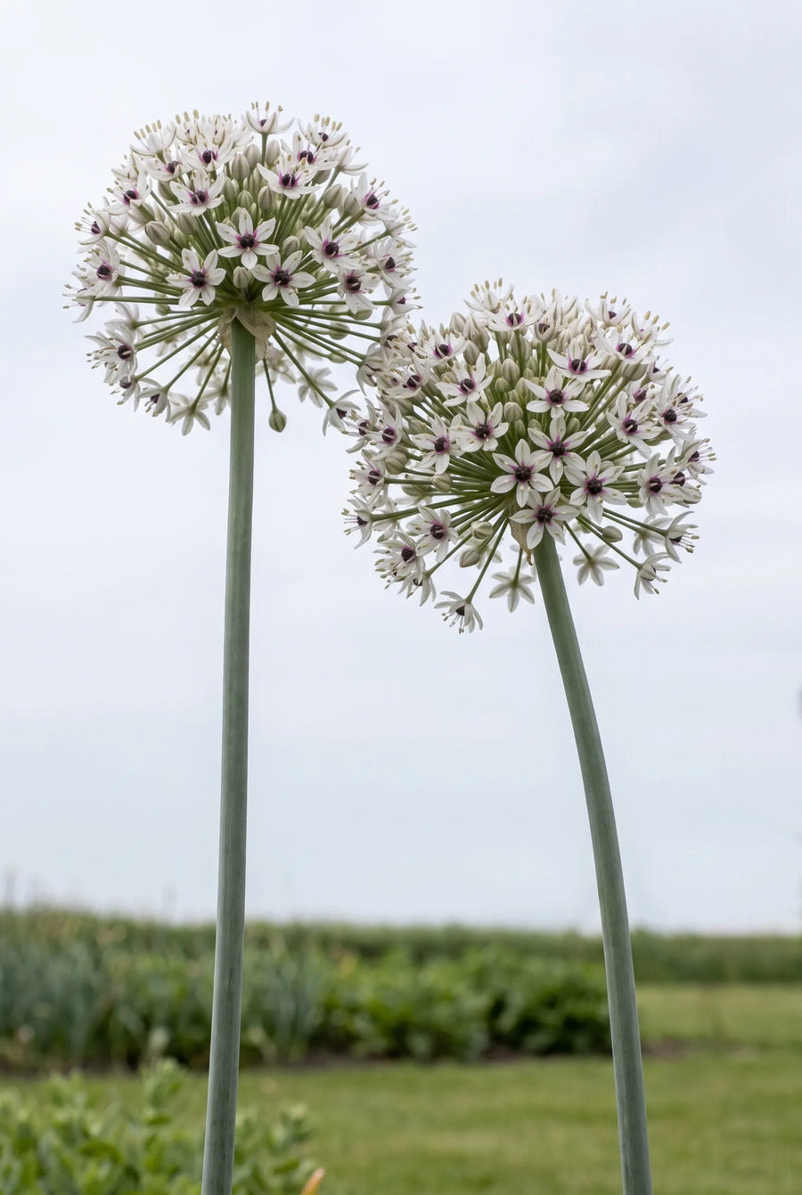 Allium Silver Spring — in de tuin