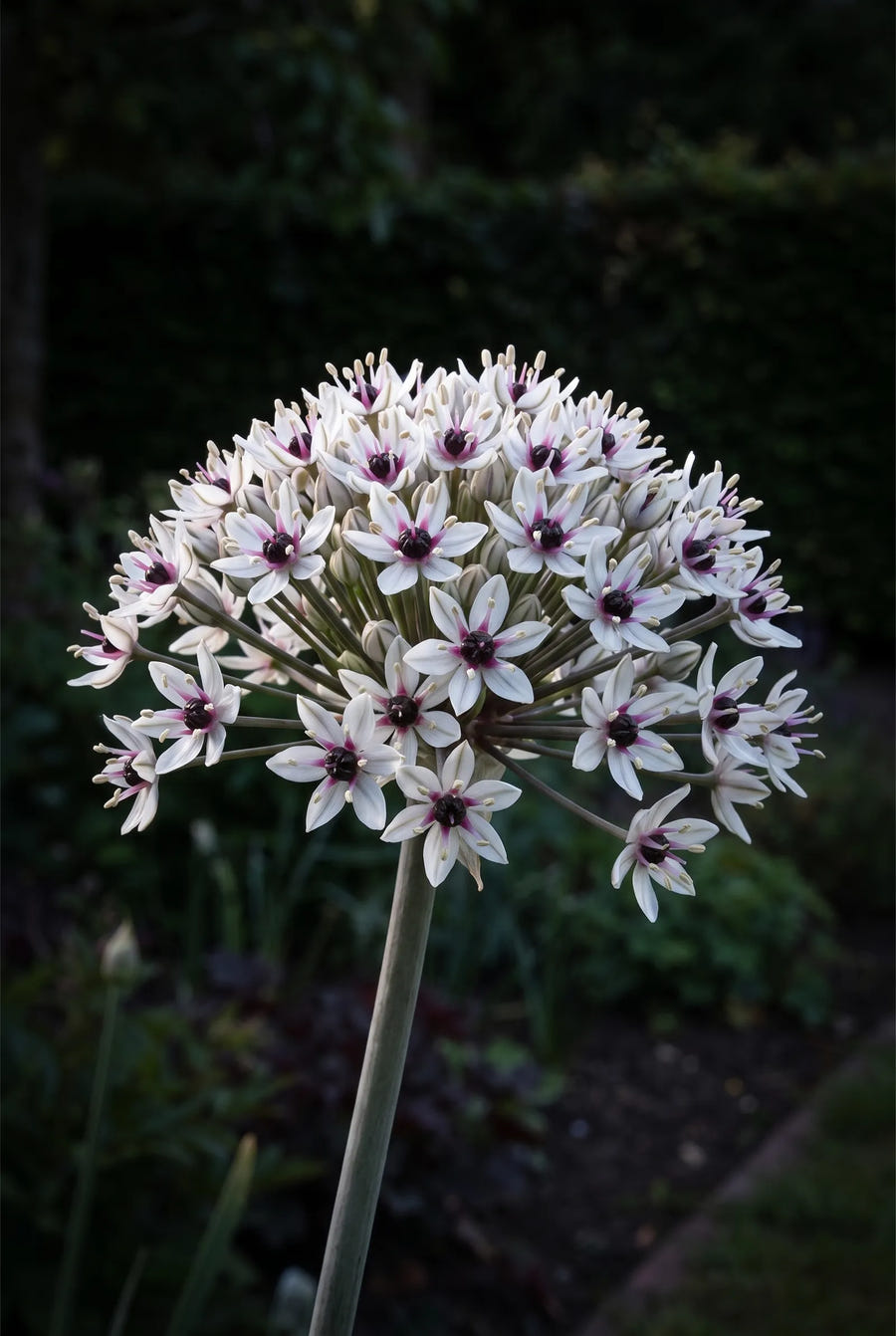 Allium Silver Spring — sfeerbeeld