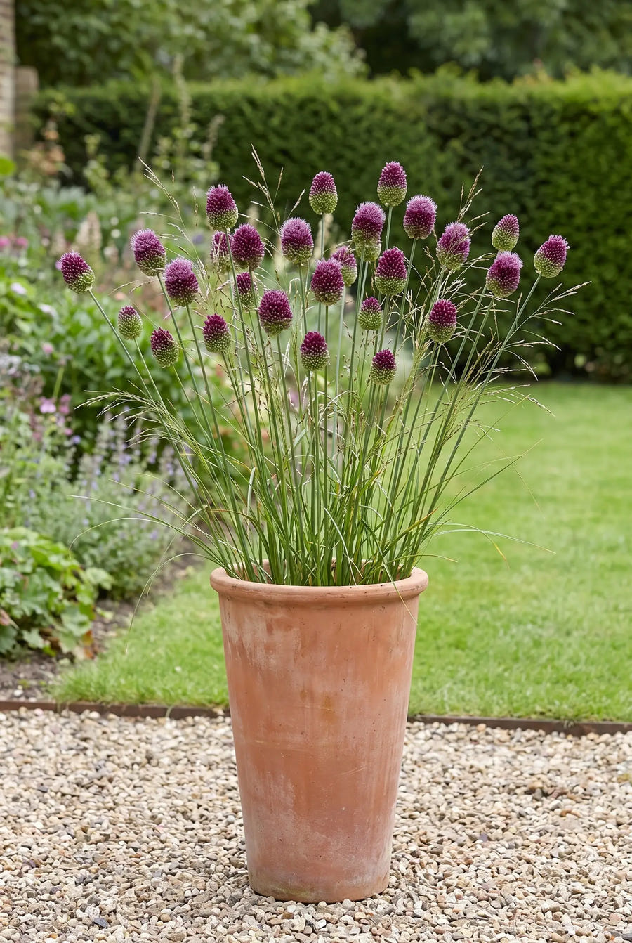 Allium Sphaerocephalon — in pot op terras
