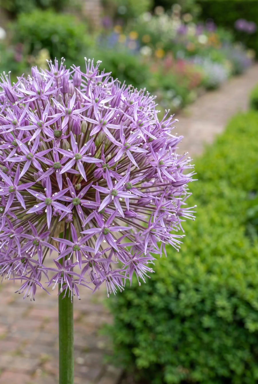Allium Stipitatum — close-up van de bloem