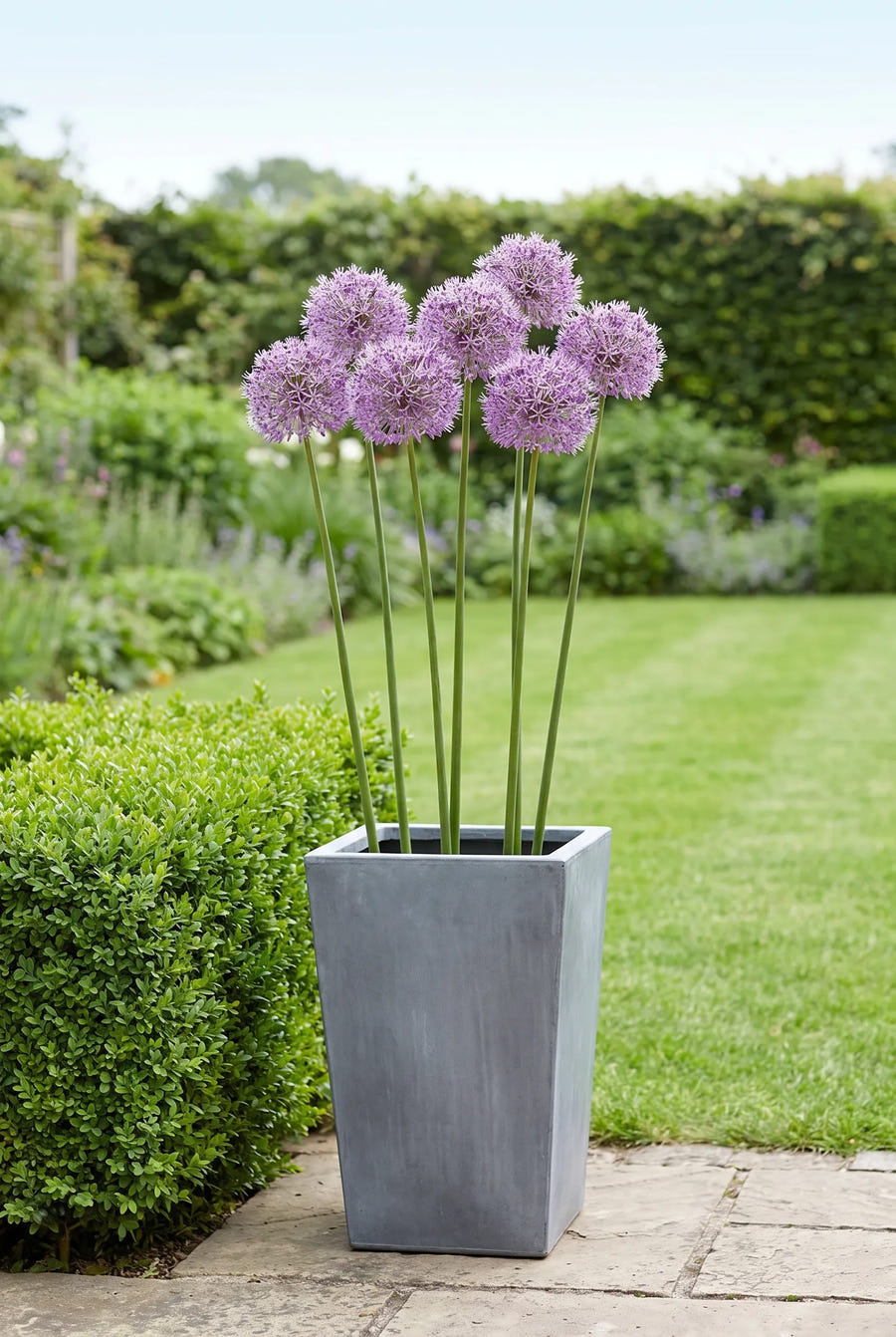 Allium Stipitatum — in pot op terras