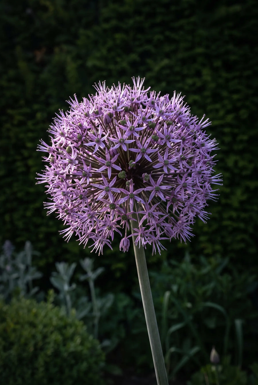 Allium Stipitatum — sfeerbeeld