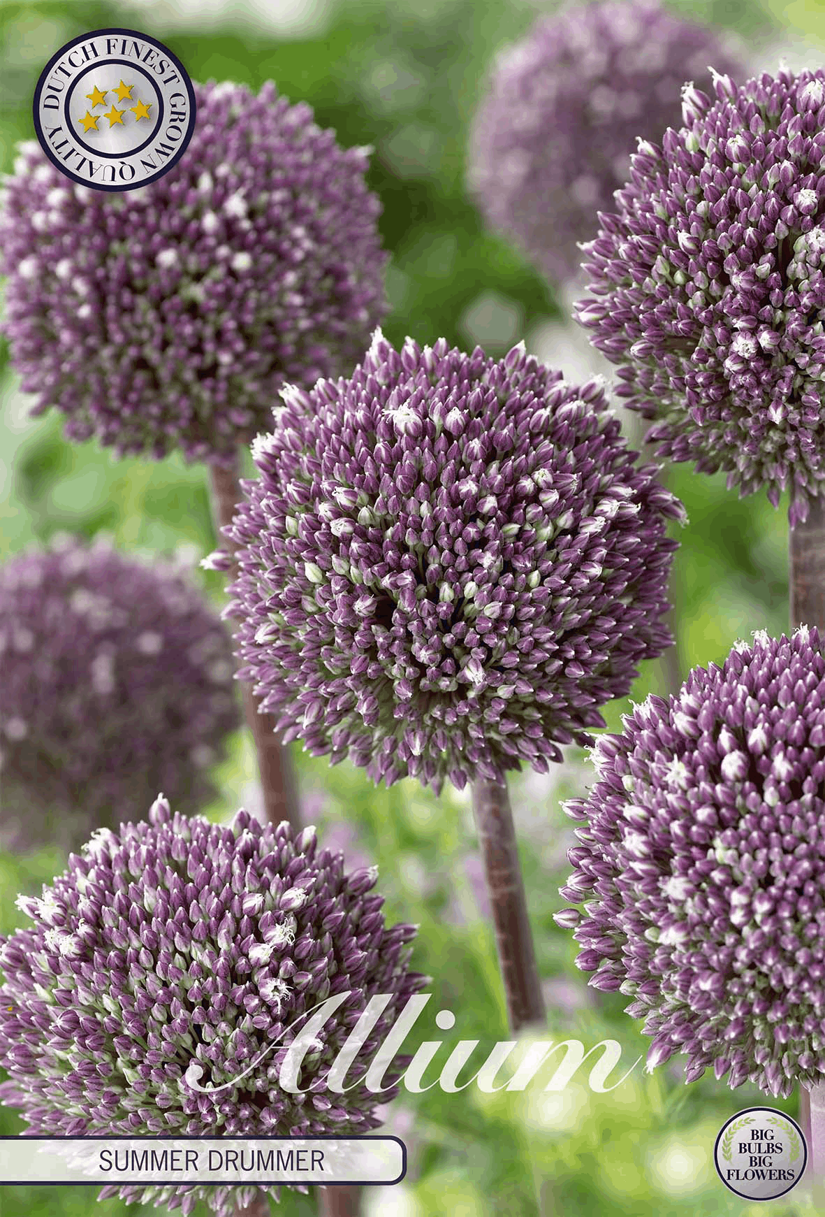 Allium Summer Drummer