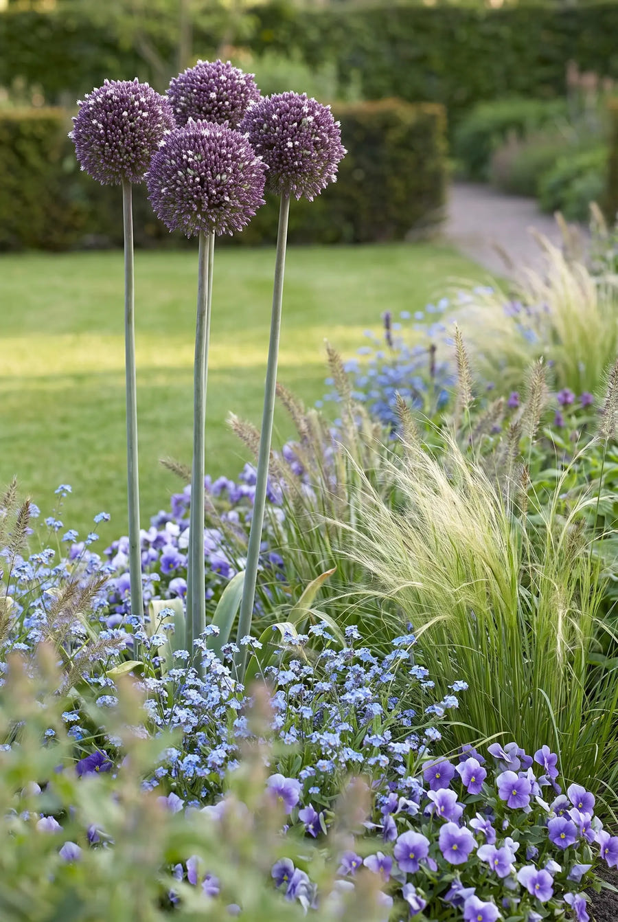 Allium Summer Drummer — in de border
