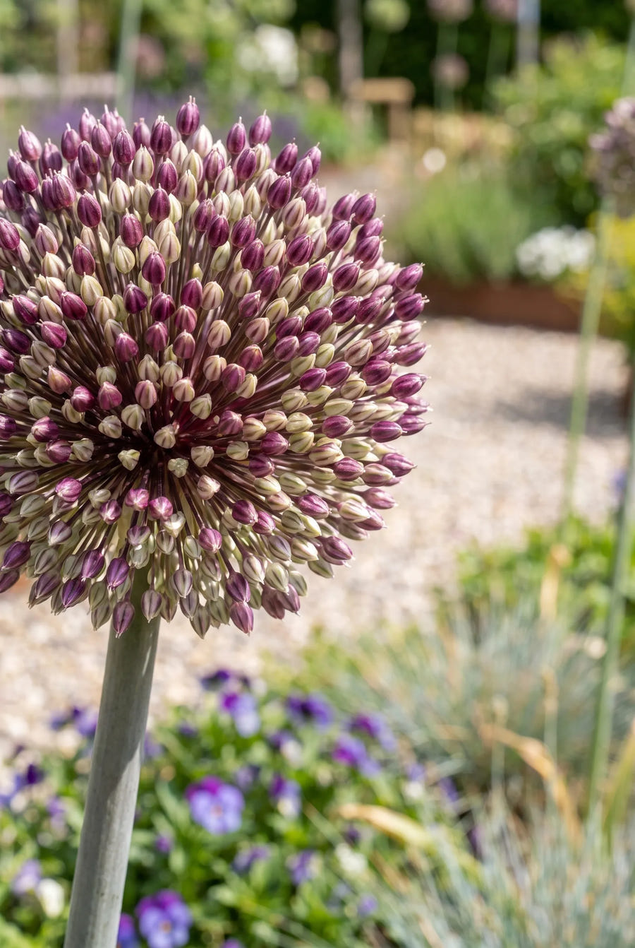 Allium Summer Drummer — close-up van de bloem