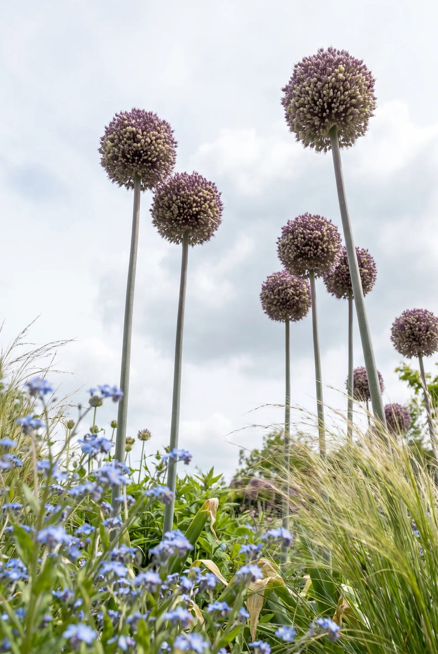 Allium Summer Drummer — in de tuin