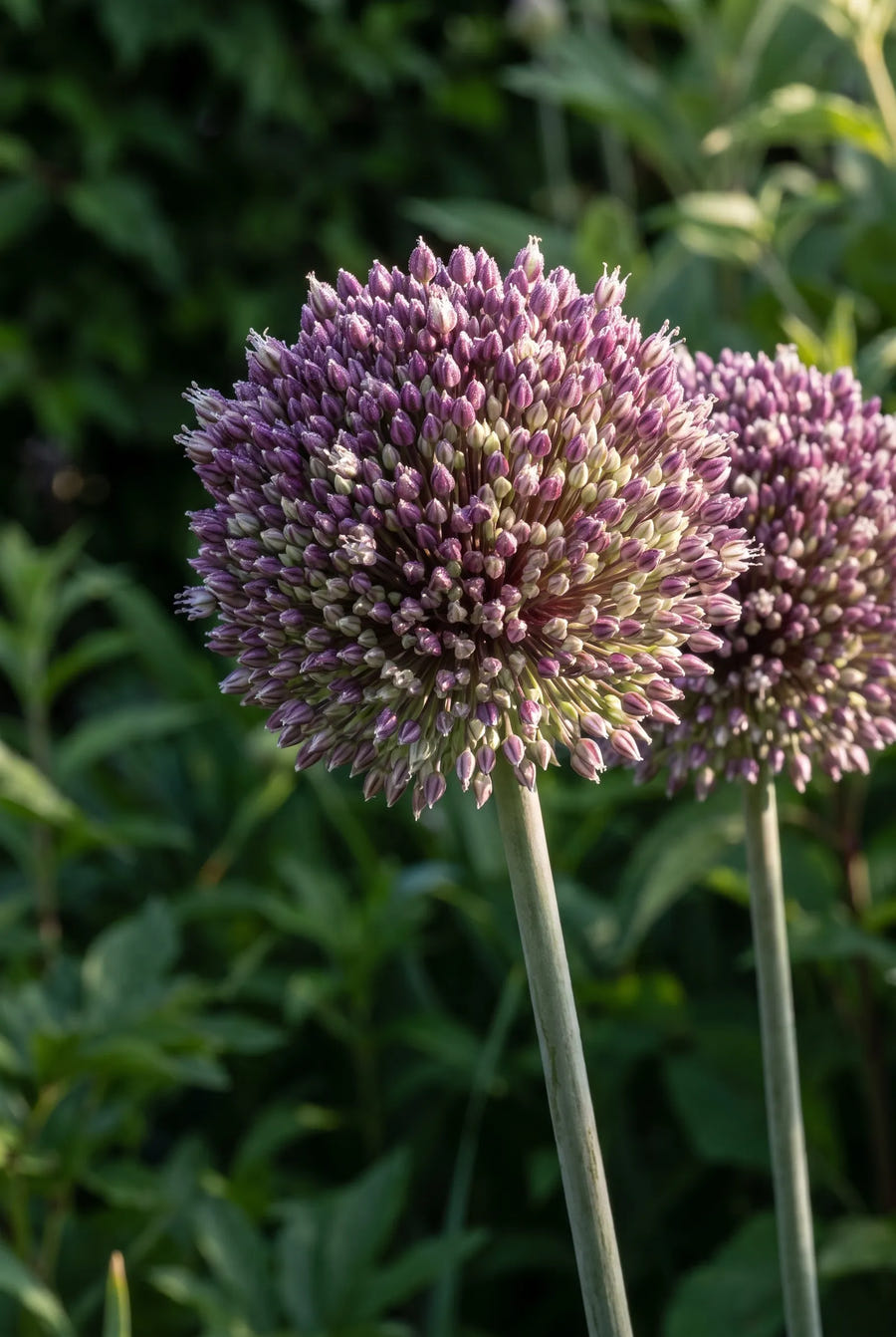 Allium Summer Drummer — sfeerbeeld