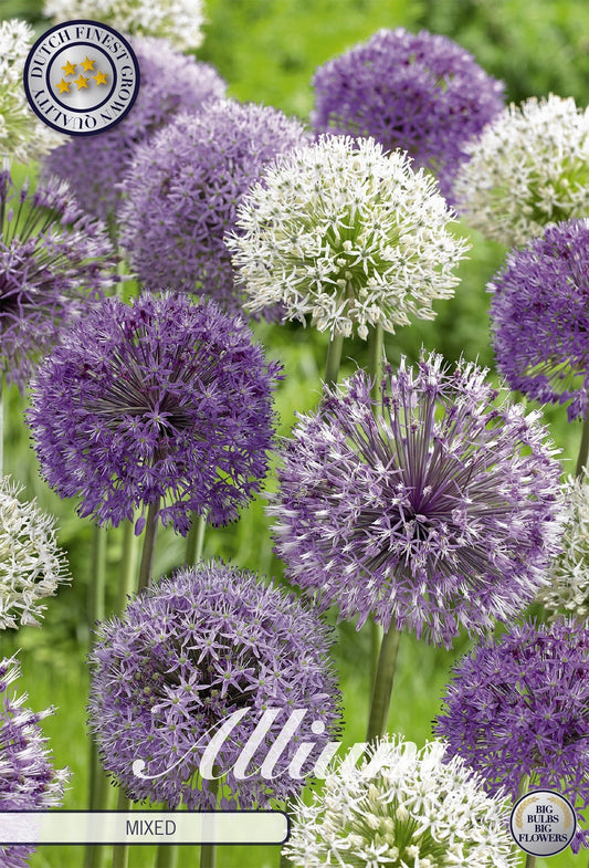 Allium Mystery Box