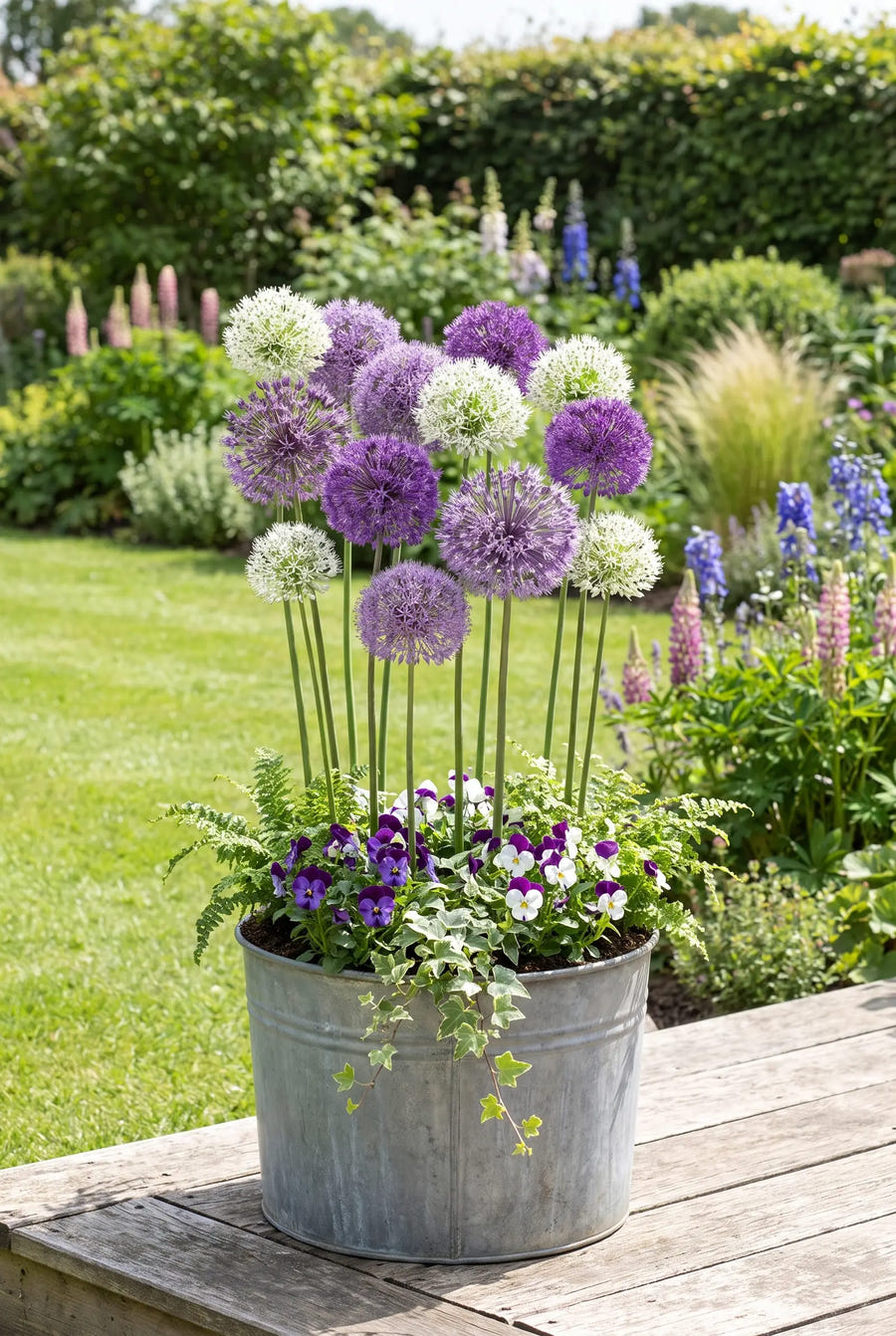 Allium Mixed — in pot op terras