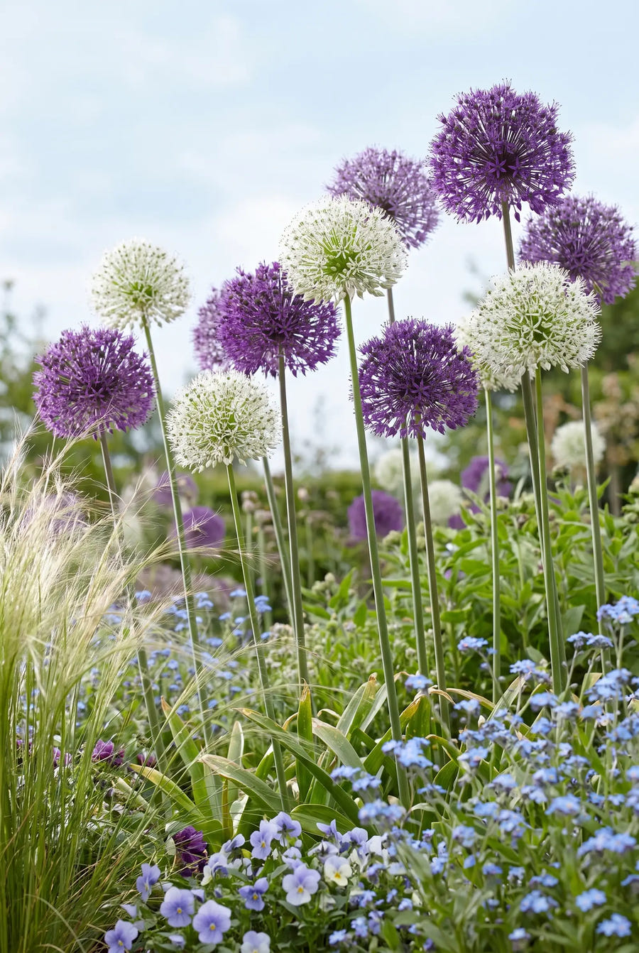 Allium Mixed — in de tuin