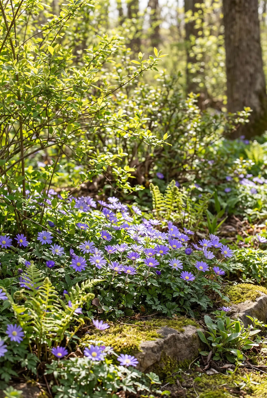 Anemone Blue Shades — in de border