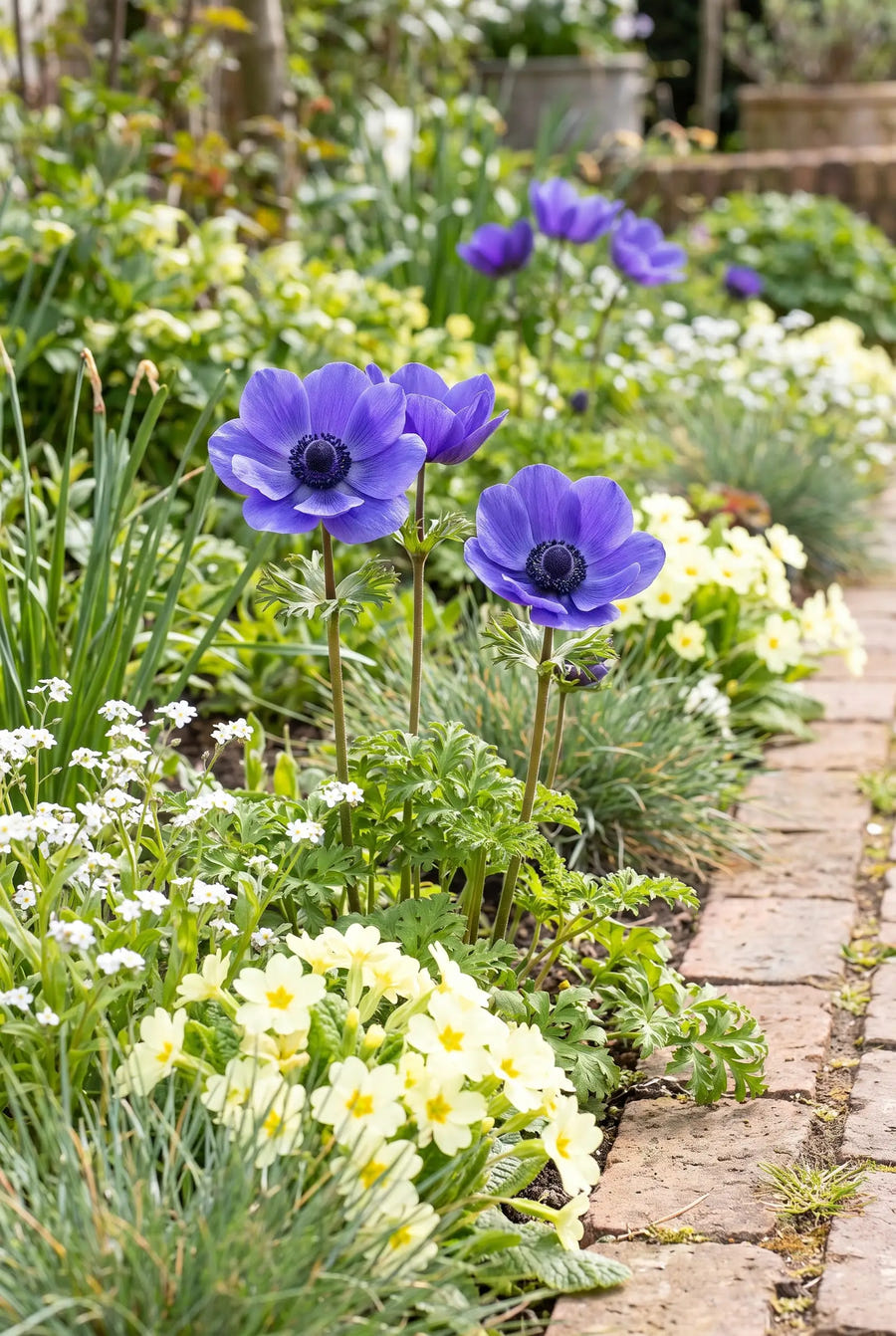 Anemone Mr. Fokker — in de border