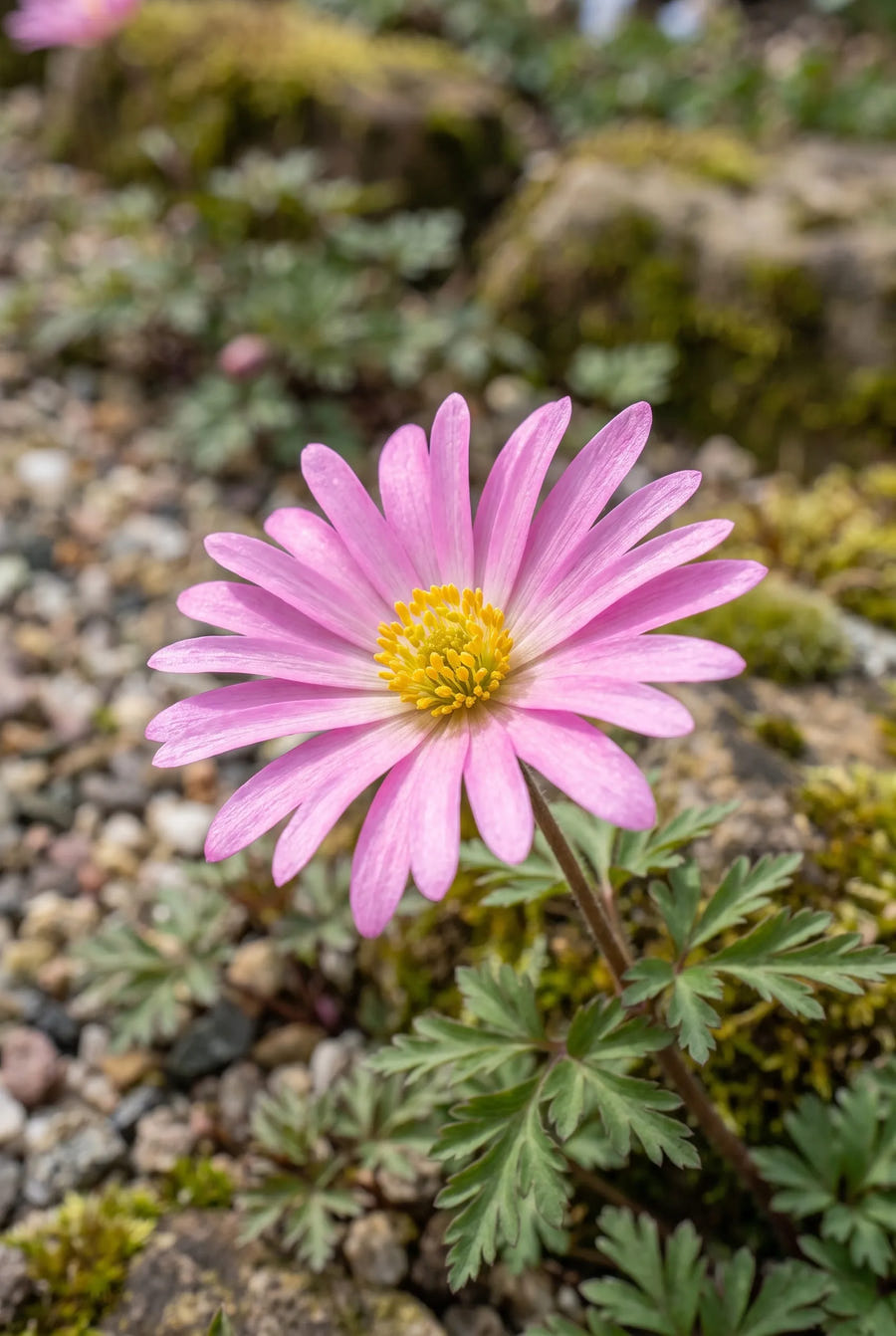 Anemone Pink Star — close-up van de bloem