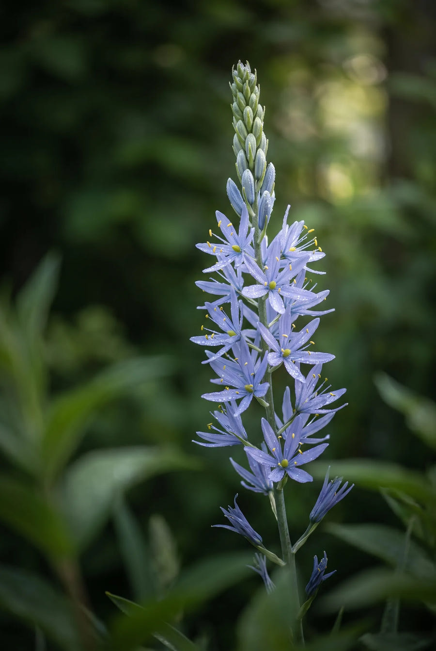 Camassia Leichtlinii Blue — sfeerbeeld