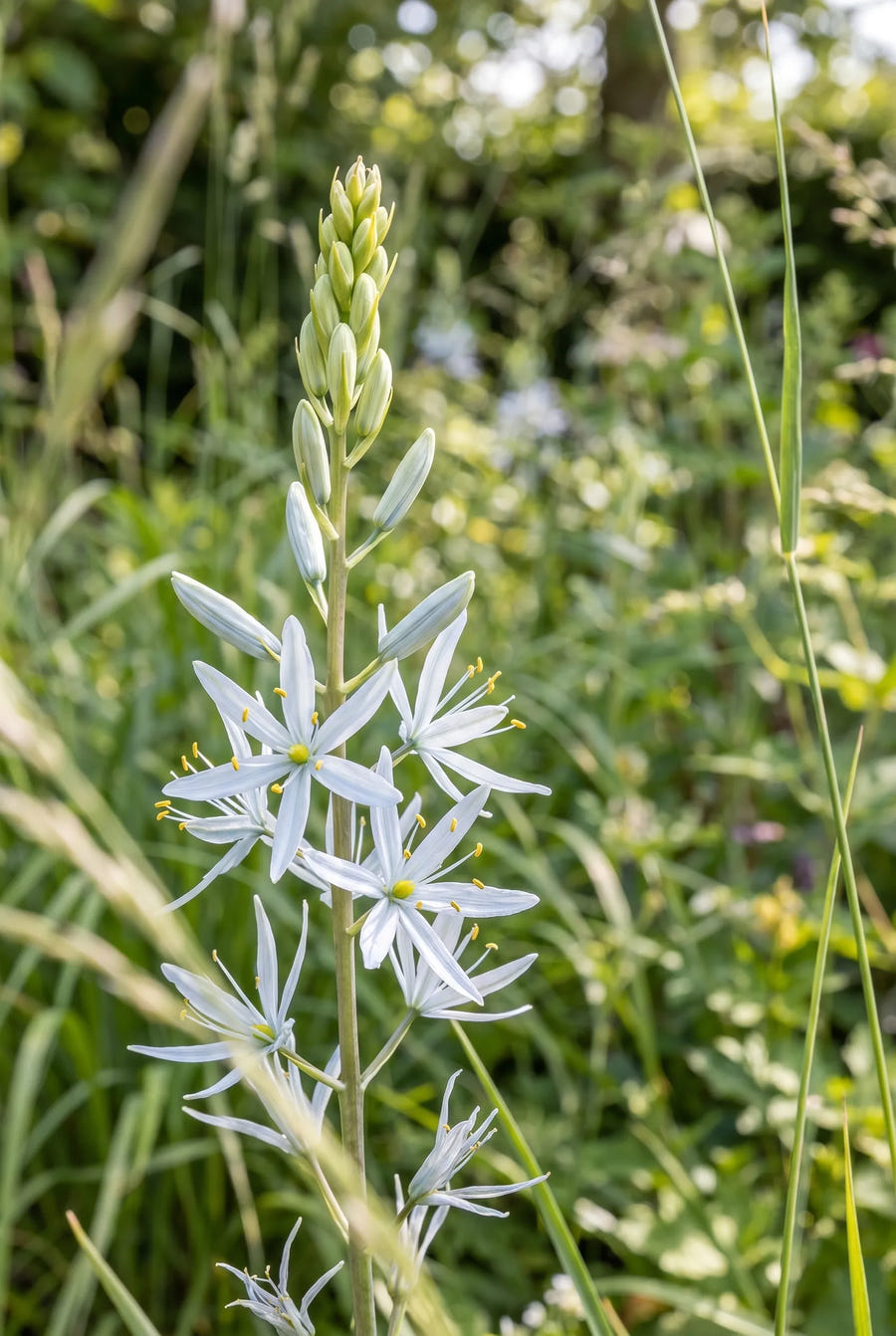 Camassia Cusickii — close-up van de bloem