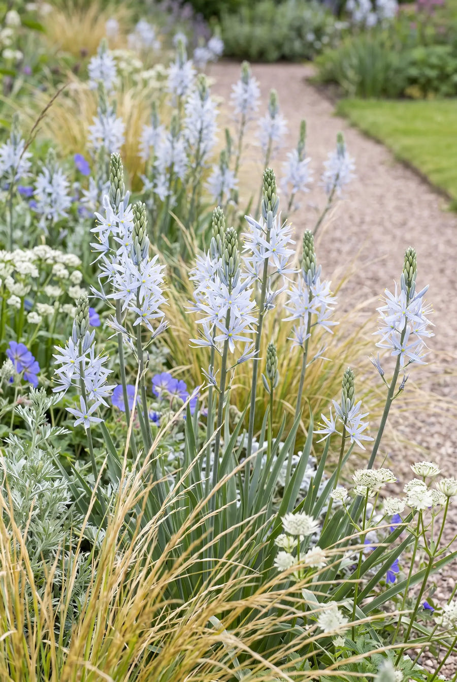 Camassia Cusickii — groep in de tuinborder