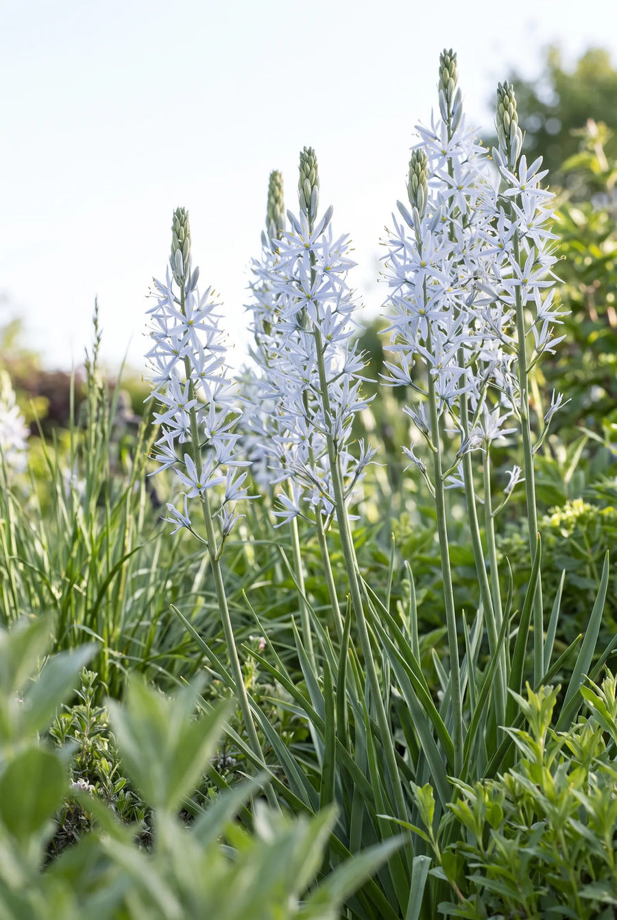 Camassia Cusickii — in de tuin
