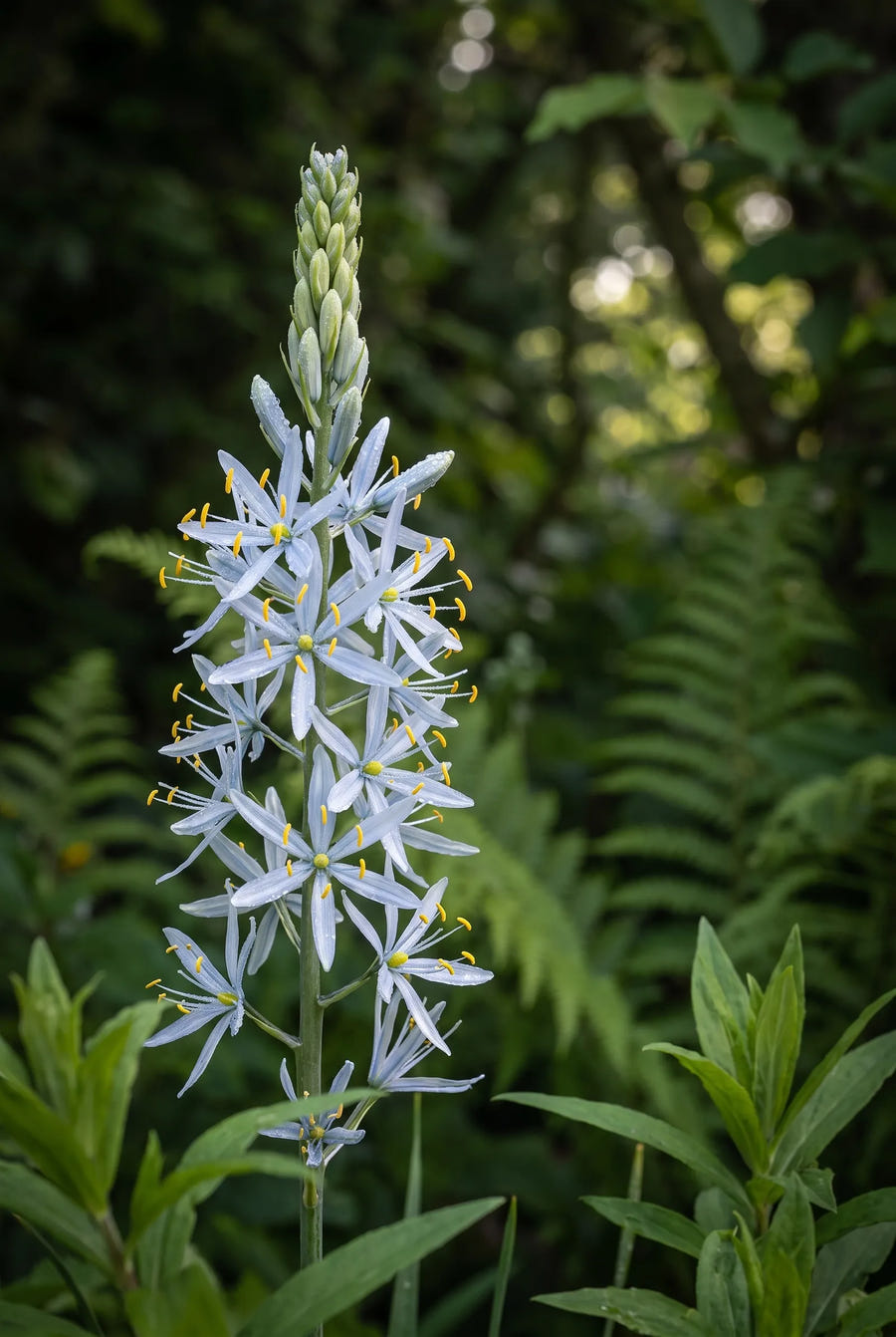 Camassia Cusickii — sfeerbeeld