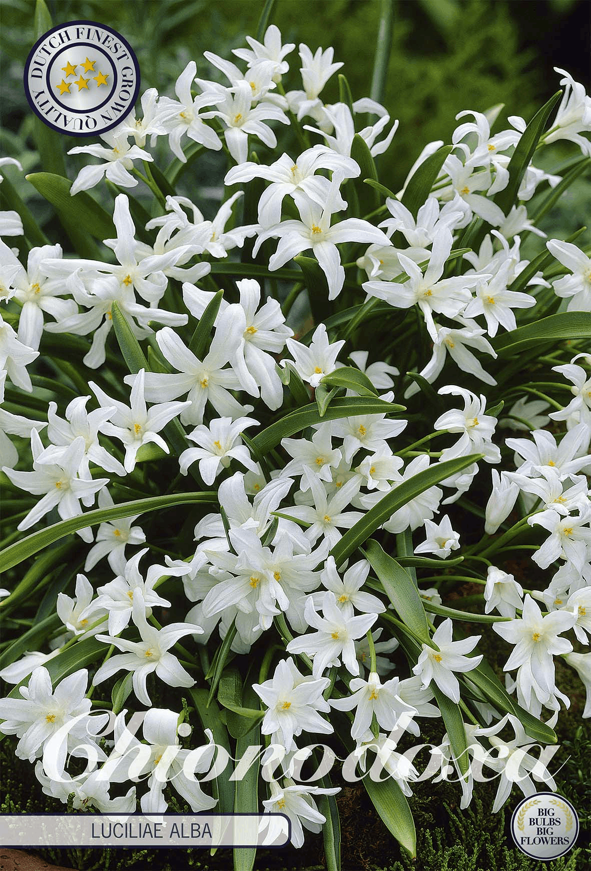 Chionodoxa Luciliae Alba
