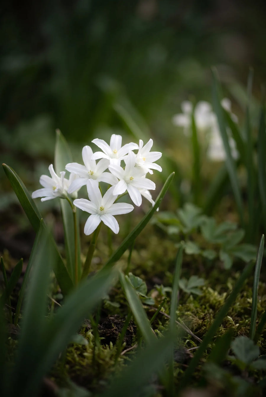 Chionodoxa Luciliae Alba — sfeerbeeld