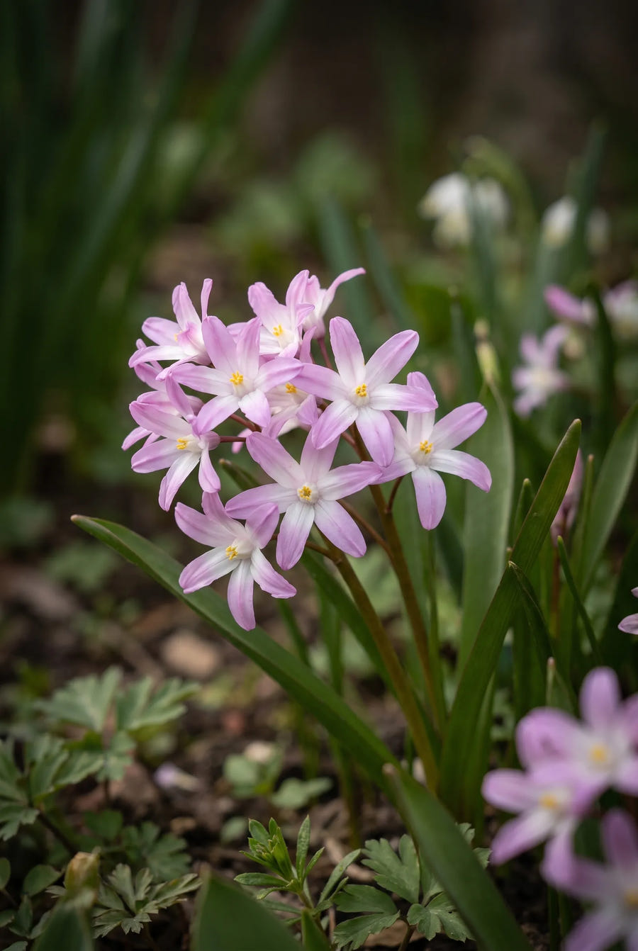 Chionodoxa Pink Giant — sfeerbeeld