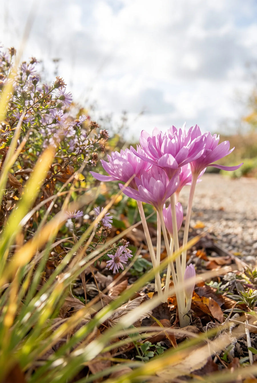Colchicum Waterlily — in de tuin