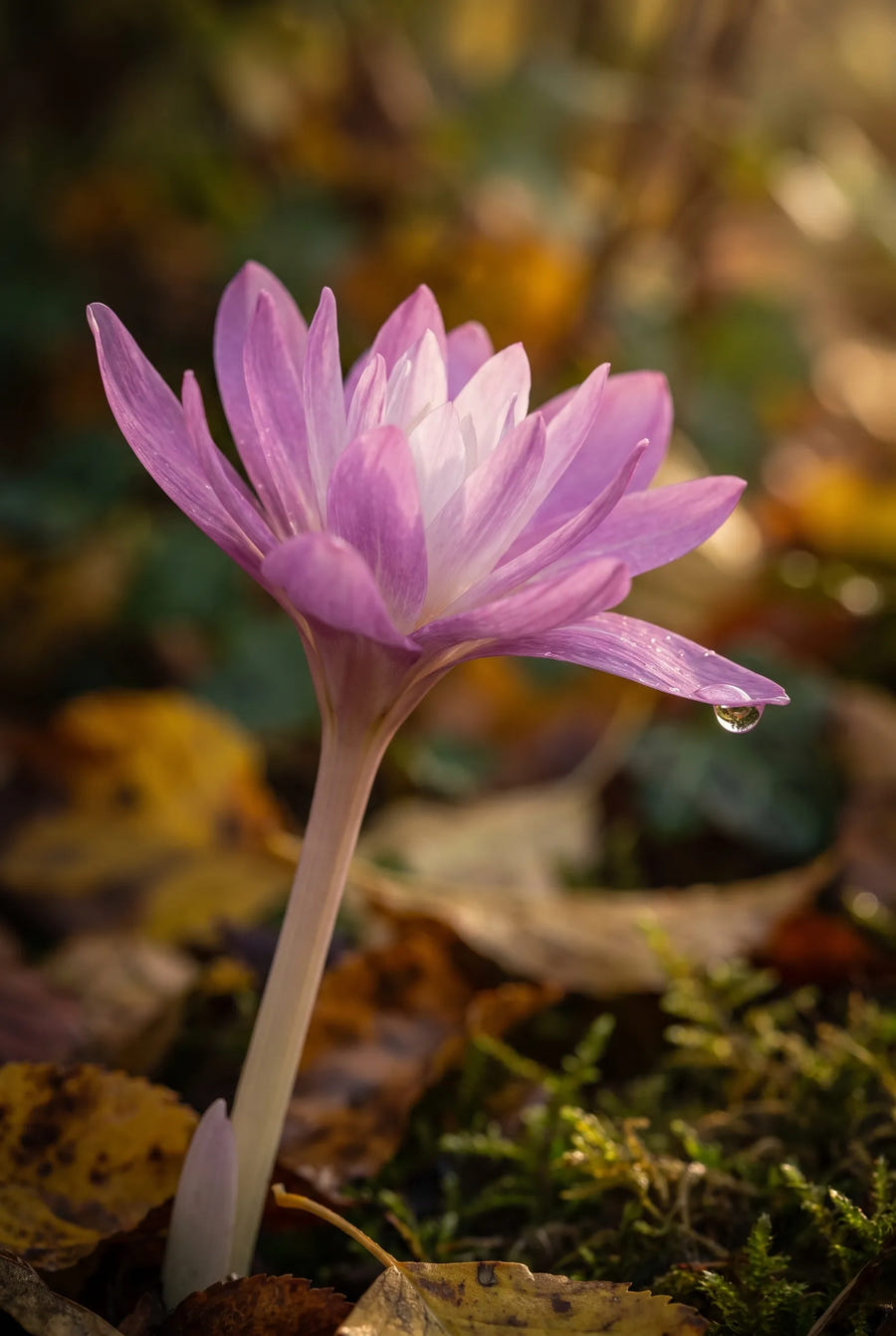 Colchicum Waterlily — sfeerbeeld