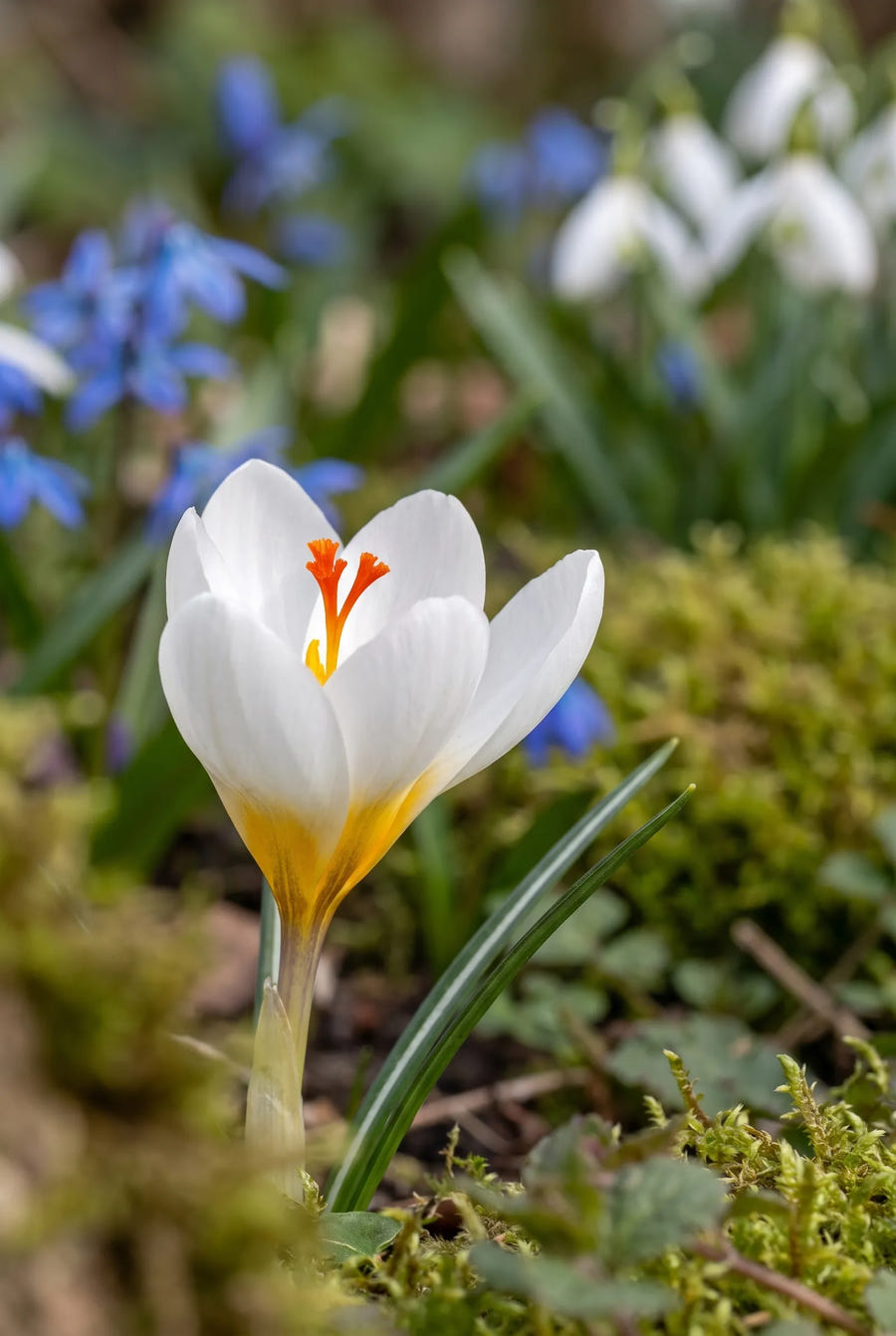 Crocus Ard Schenk — close-up van de bloem