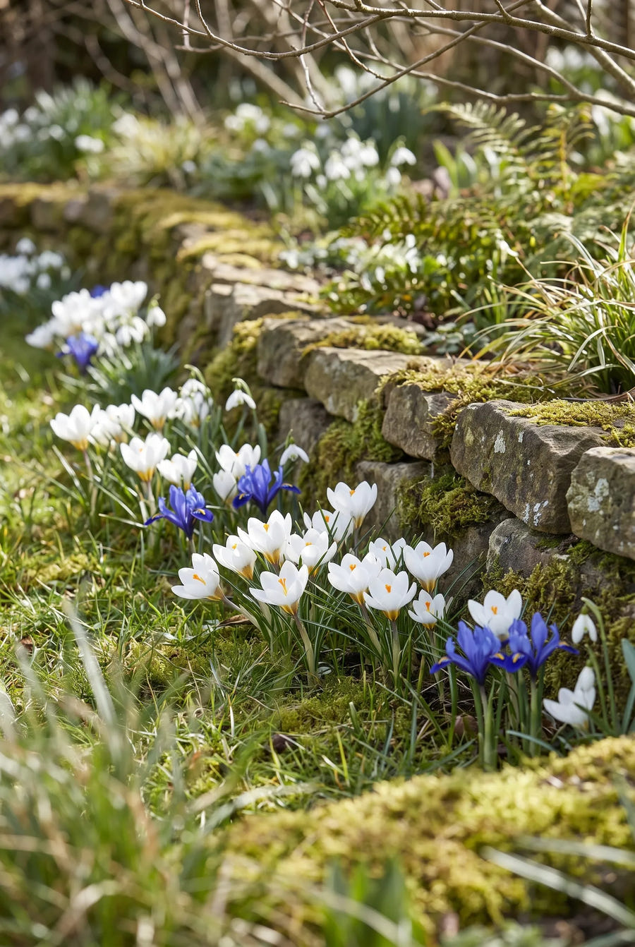 Crocus Ard Schenk — groep in de tuinborder