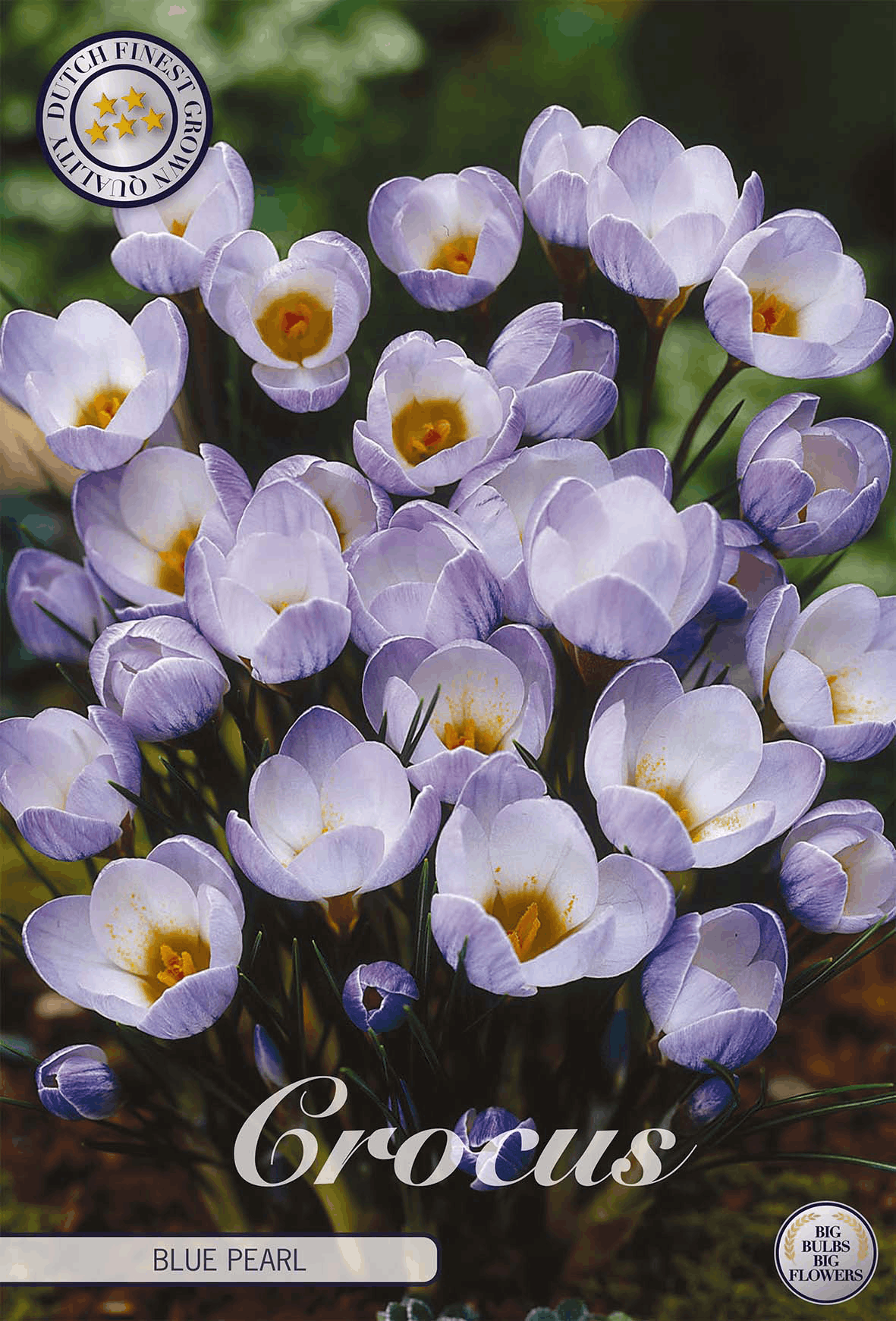 Crocus Blue Pearl