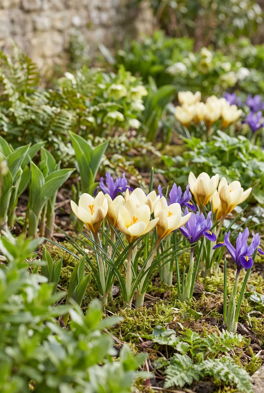 Crocus Cream Beauty — in de border