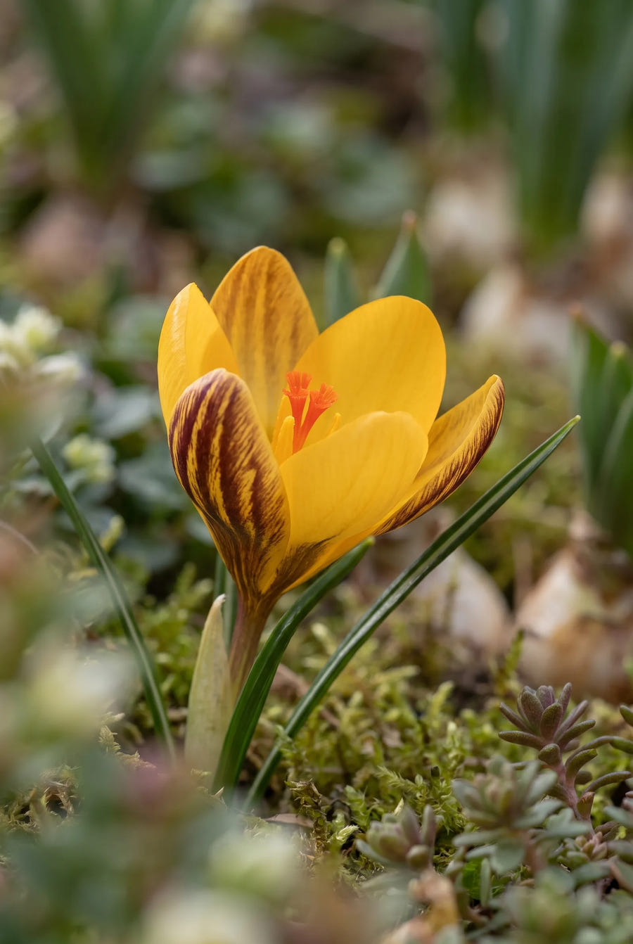 Crocus Fuscotinctus — close-up van de bloem
