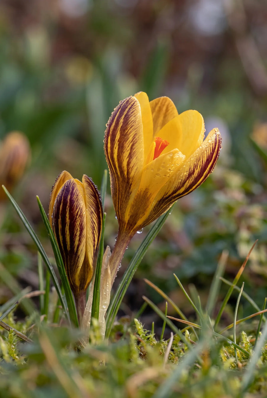 Crocus Fuscotinctus — sfeerbeeld