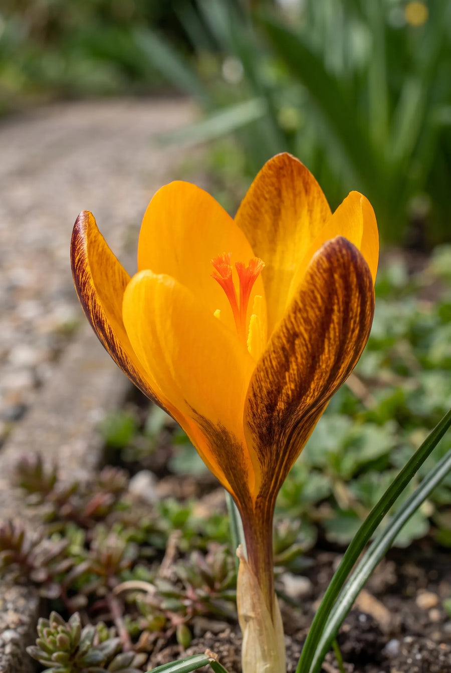 Crocus Orange Monarch — close-up van de bloem